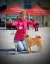 Shiba Inu prelepi štenci