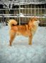 Shiba Inu prelepi štenci