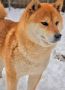 Shiba Inu prelepi štenci