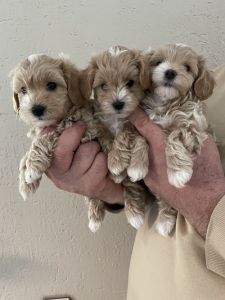 Mini maltipoo