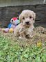 Mini maltipoo