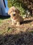 Mini maltipoo