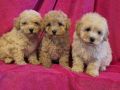 Mini maltipoo
