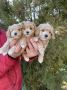 Mini maltipoo