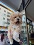 Mini maltipoo