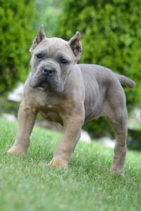 Cane Corso, štenci vrhunskog kvaliteta