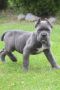 Cane Corso, štenci vrhunskog kvaliteta