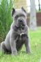 Cane Corso, štenci vrhunskog kvaliteta