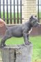 Cane Corso, štenci vrhunskog kvaliteta
