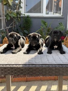 Crni Cane Corso štenci