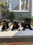 Crni Cane Corso štenci