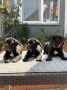Crni Cane Corso štenci