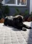 Crni Cane Corso štenci