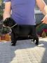 Crni Cane Corso štenci