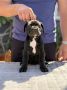 Crni Cane Corso štenci