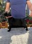 Crni Cane Corso štenci