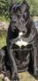 Crni Cane Corso štenci