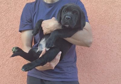 Kane Korso prelepi štenci