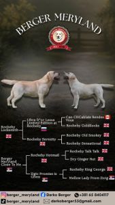 Stenci LABRADOR retrivera