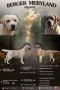 Stenci LABRADOR retrivera