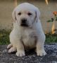 Stenci LABRADOR retrivera