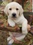 Stenci LABRADOR retrivera