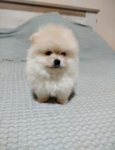 Prelepi Boo medvedici