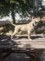 Cane Corso Kane Korso prelepi štenci