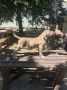 Cane Corso Kane Korso prelepi štenci