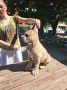 Cane Corso Kane Korso prelepi štenci