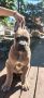 Cane Corso Kane Korso prelepi štenci