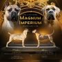 Cane Corso Kane Korso prelepi štenci