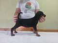 Vrhunski Doberman štenci 6 nedelja stari