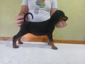 Vrhunski Doberman štenci 6 nedelja stari