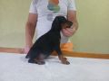 Vrhunski Doberman štenci 6 nedelja stari