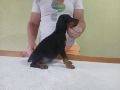 Vrhunski Doberman štenci 6 nedelja stari