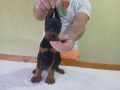 Vrhunski Doberman štenci 6 nedelja stari