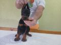 Vrhunski Doberman štenci 6 nedelja stari