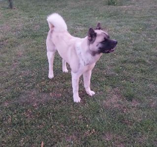 Američka akita, parenje