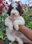 Lagoto Romanjolo (Lagotto Romagnolo)