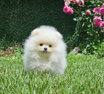 Pomeranac BOO medvedići, Pomeranski Špic