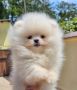 Pomeranac BOO medvedići, Pomeranski Špic