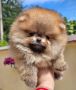 Pomeranac BOO medvedići, Pomeranski Špic