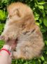 Pomeranac BOO medvedići, Pomeranski Špic