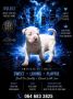 American bully štenci – vrhunski kvalite