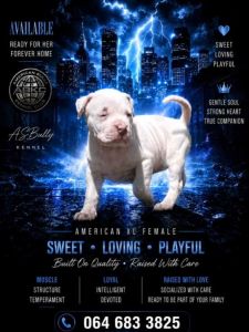 American bully štenci – vrhunski kvalite