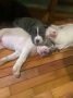 American bully štenci – vrhunski kvalite