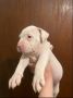 American bully štenci – vrhunski kvalite