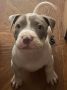 American bully štenci – vrhunski kvalite
