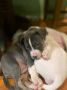 American bully štenci – vrhunski kvalite